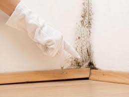 Best Mold Odor Removal Services  in Greenport West, NY